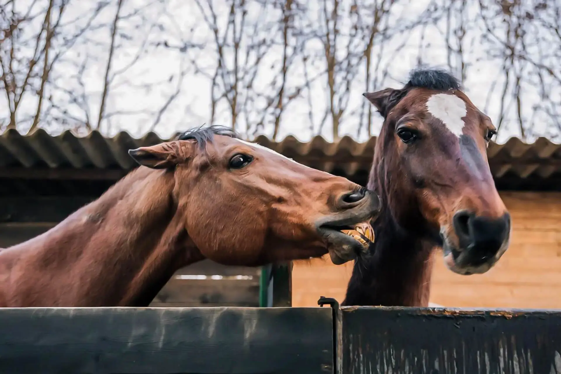 Benessere per il Cavallo