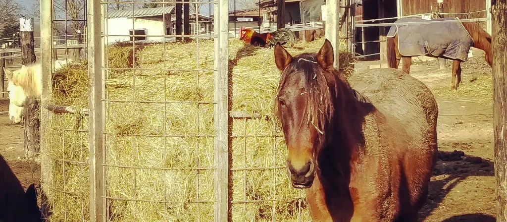 Pensione cavalli